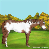 Horse Color:Chestnut Frame 
