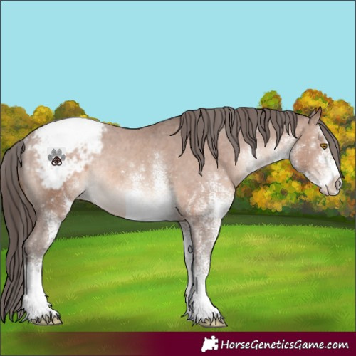 Horse Color:White Spotted Sable Champagne Snowcap Rabicano