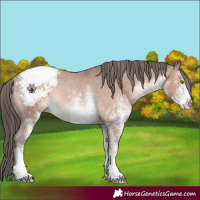Horse Color:White Spotted Sable Champagne Appaloosa Rabicano