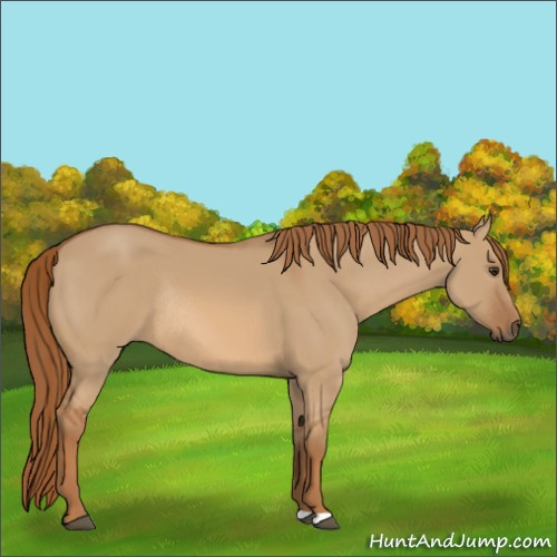 Horse Color:Red Dun Rabicano