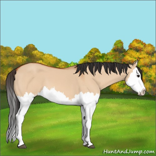 Horse Color:Bay Dun Splash 