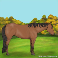 Horse Color:Bay 