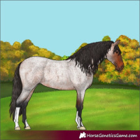 Horse Color:Bay Roan 