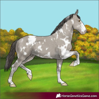 Horse Color:White Spotted Classic Cream Champagne 