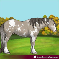 Horse Color:White Spotted Classic Cream Champagne 