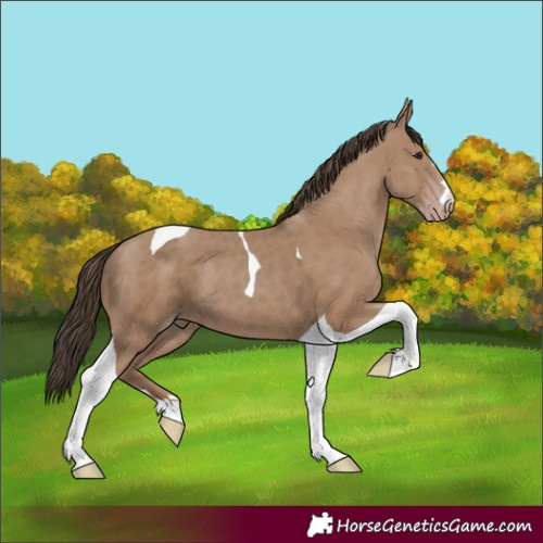 Horse Color:Classic Champagne Tobiano