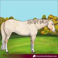 Horse Color:Palomino Roan Dun Splash 