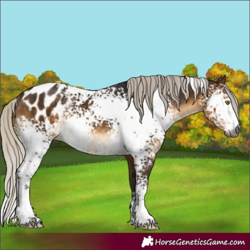 Horse Color:Gray White Spotted Silver Buckskin Blanket Rabicano