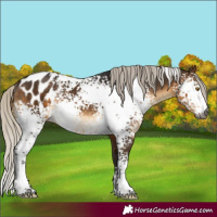 Horse Color:Gray White Spotted Silver Buckskin Blanket Rabicano 