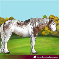 Horse Color:Gray White Spotted Silver Bay Tobiano 