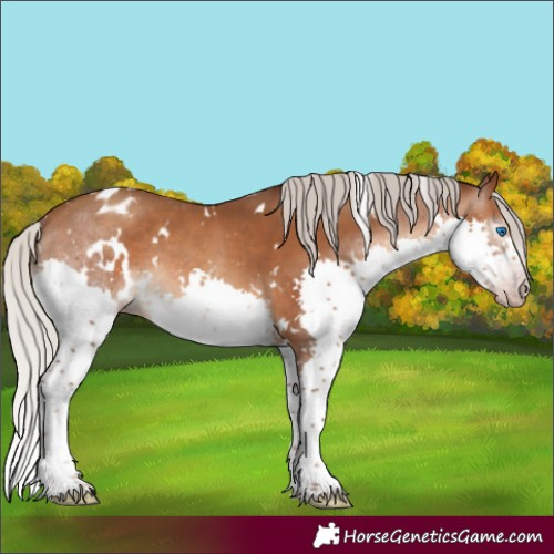 Horse Color:Gray White Spotted Silver Amber Champagne Splash Varnish Rabicano