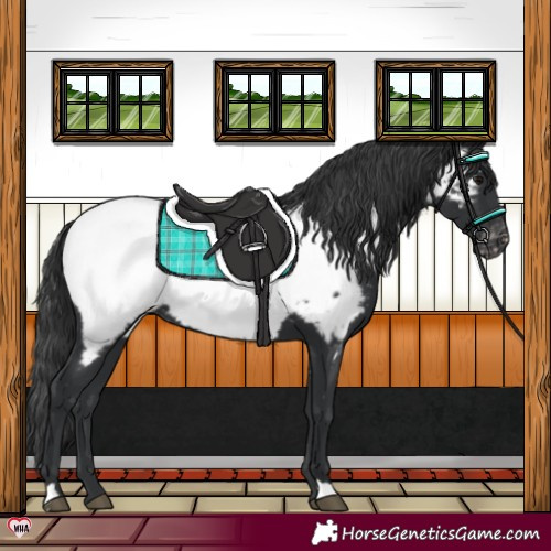 Horse Color:Black Near Fewspot 