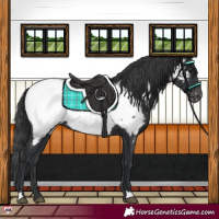 Horse Color:Black Near Fewspot 