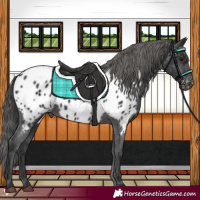 Horse Color:Black Appaloosa