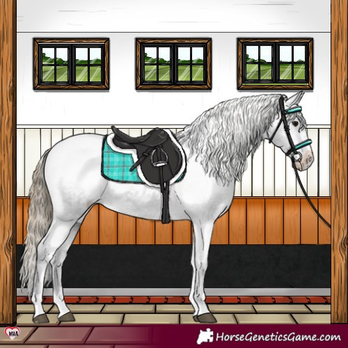 Horse Color:Smoky Black Appaloosa Rabicano 
