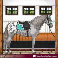 Horse Color:Grullo Appaloosa Rabicano