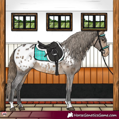 Horse Color:Buckskin Appaloosa