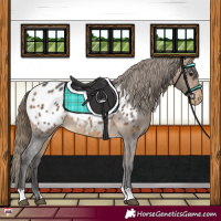 Horse Color:Buckskin Appaloosa 