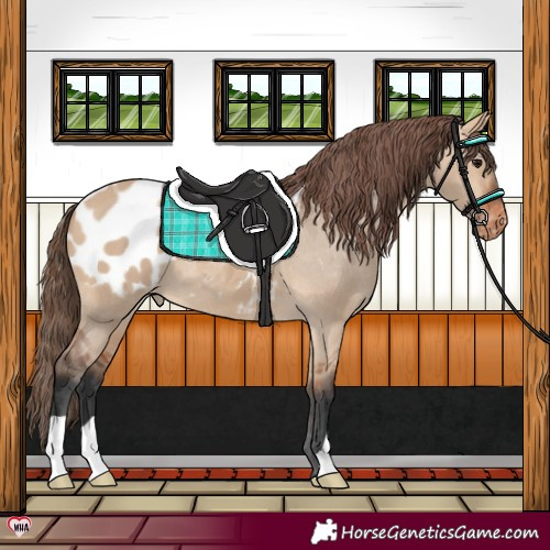 Horse Color:Bay Dun Blanket 