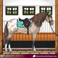 Horse Color:Bay Dun Appaloosa 