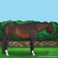 Horse Color:Brown Rabicano 