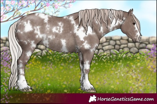 Horse Color:White Spotted Chocolate Silver Black Rabicano 
