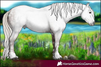 Horse Color:Gray White Spotted Chocolate Silver Black Rabicano 