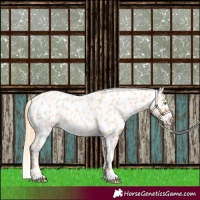 Horse Color:Gold Champagne Roan Appaloosa 