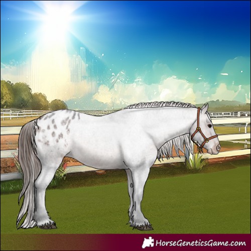 Horse Color:Brown Roan Appaloosa 