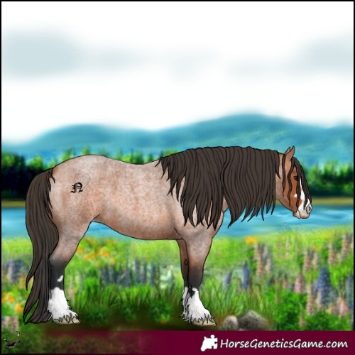 Horse Color:Bay Roan Appaloosa 