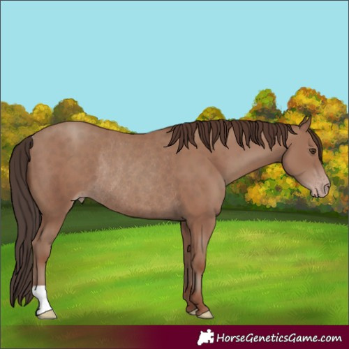 Horse Color:Classic Champagne Rabicano 
