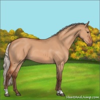 Horse Color:Silver Bay Dun 