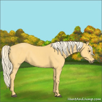 Horse Color:Palomino 