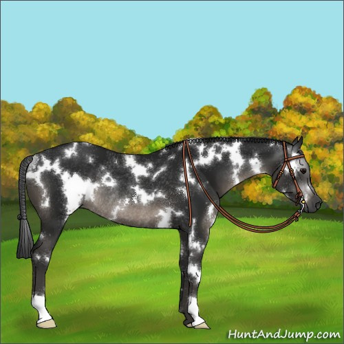 Horse Color:Gray White Spotted Black Rabicano 