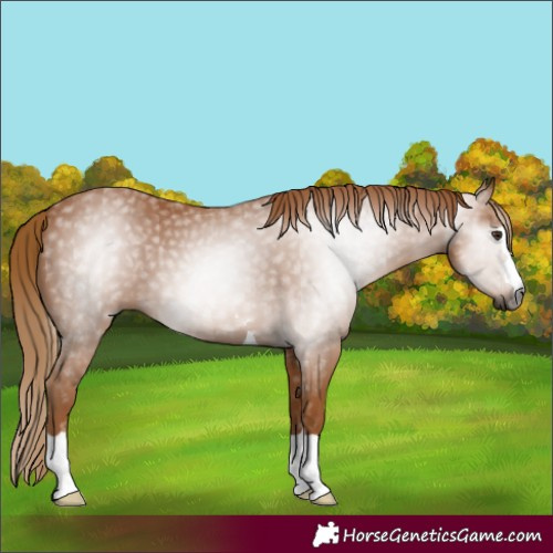Horse Color:Gray Chestnut 