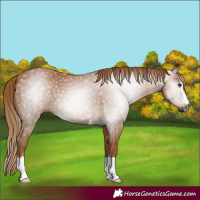 Horse Color:Gray Chestnut