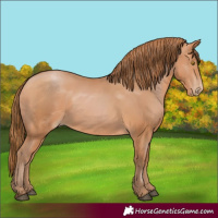 Horse Color:Bay Pearl 
