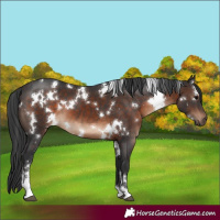 Horse Color:White Spotted Brown Sabino