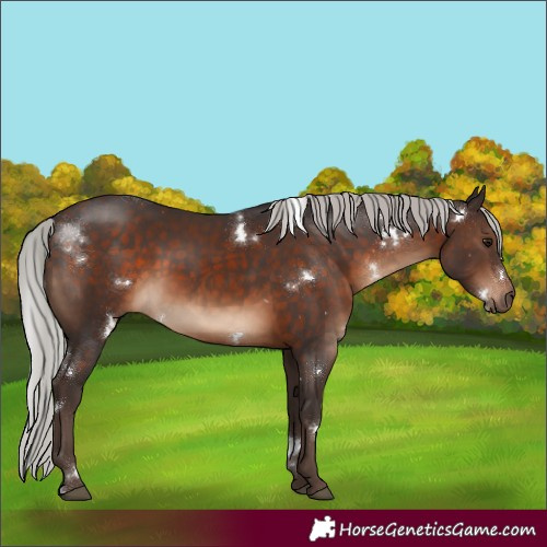 Horse Color:White Spotted Silver Brown Sabino Rabicano 