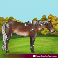 Horse Color:White Spotted Silver Brown Sabino Rabicano 