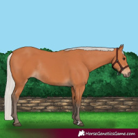 Horse Color:Silver Bay Rabicano