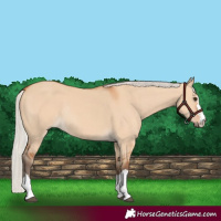 Horse Color:Silver Bay Dun Rabicano 