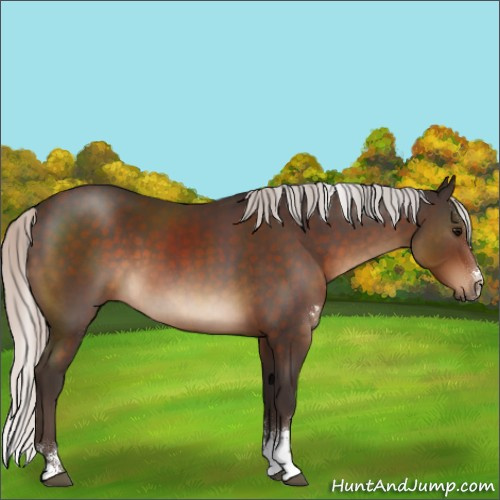 Horse Color:Silver Brown Sabino Rabicano 