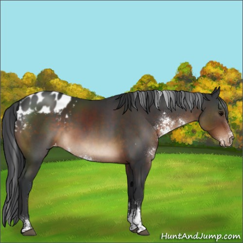 Horse Color:Brown Sabino Appaloosa Rabicano 