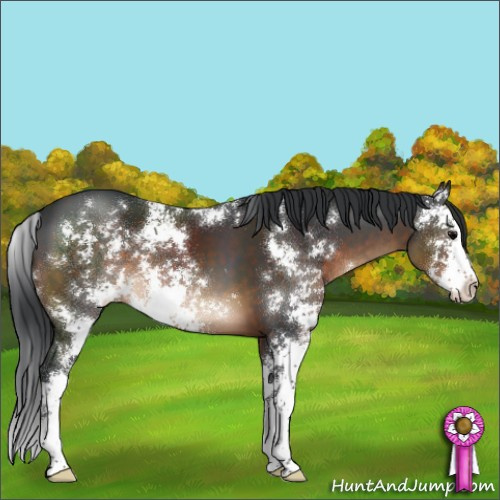 Horse Color:Brown Sabino