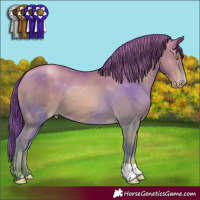 Horse Color:Bay Pearl 