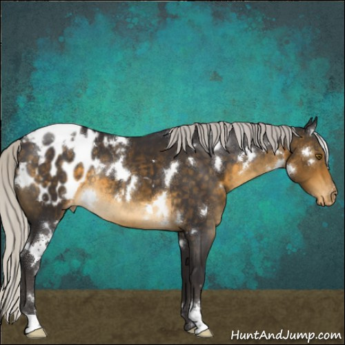 Horse Color:White Spotted Silver Buckskin Sabino Appaloosa Rabicano 