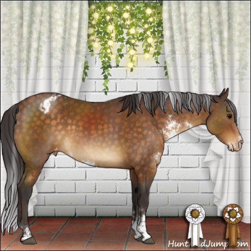 Horse Color:Buckskin Sabino Appaloosa Rabicano 