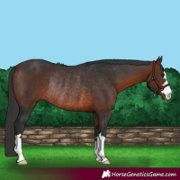 Horse Color:Brown Rabicano 
