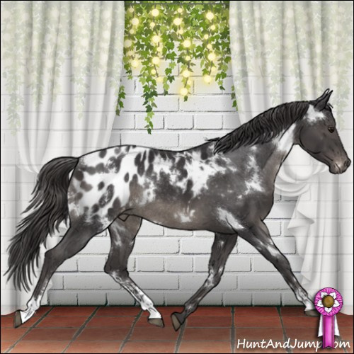Horse Color:White Spotted Smoky Black Sabino Appaloosa Rabicano 